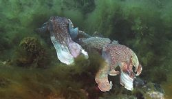 Male cuttlefish in ritualistic mating display - Whyalla, ... by Ron Hardman 